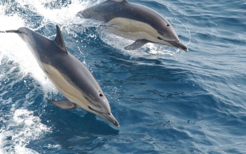 dolphin tours1