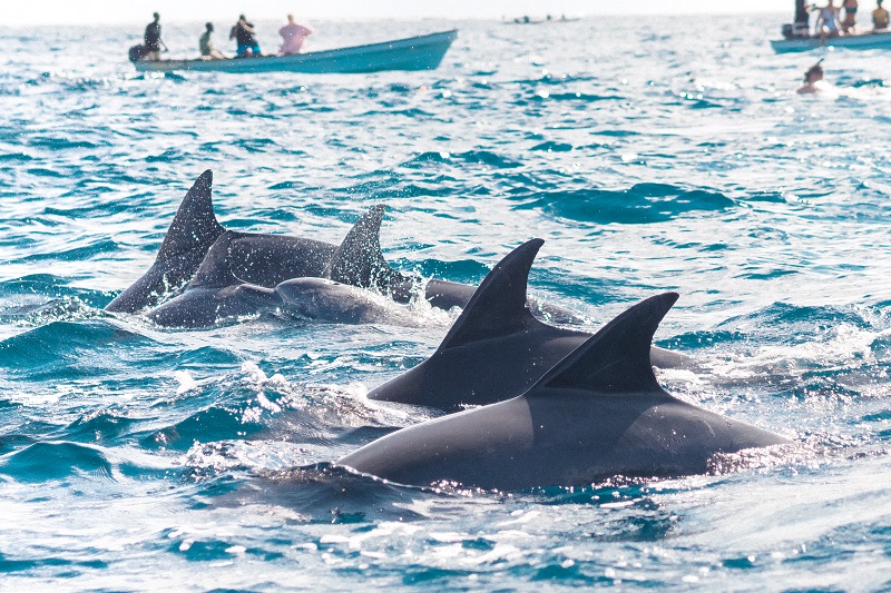 dolphin tours2