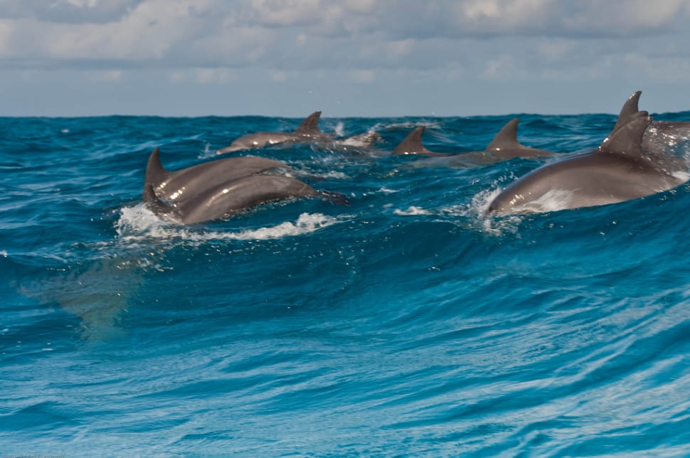 dolphin tours4