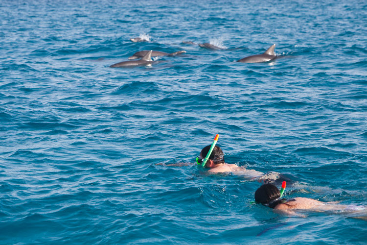 dolphin tours5