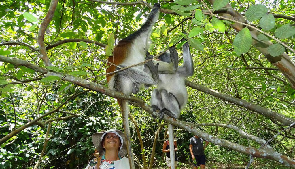 jozani forest tour6